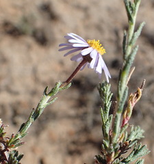 Felicia hirsuta