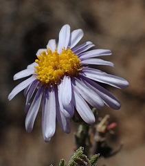 Felicia hirsuta