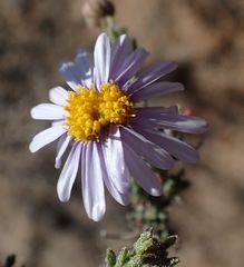 Felicia hirsuta