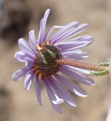 Felicia hirsuta
