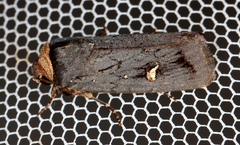 Proteuxoa cinereicollis