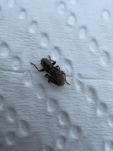 Little Fringed Weevil