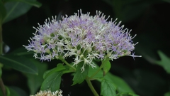 Gymnanthemum capense