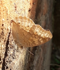 Junonia atlites