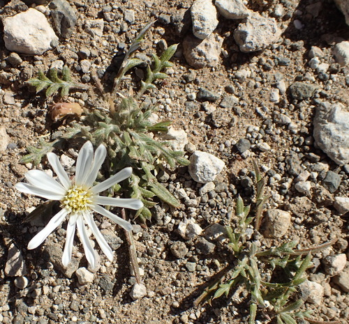 Image of Gazania jurineifolia by (c) Nicola van Berkel, some rights reserved (CC BY-SA)