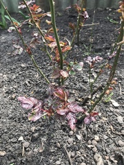 Rosa