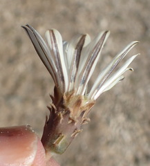 Gazania jurineifolia