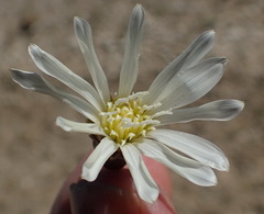 Gazania jurineifolia