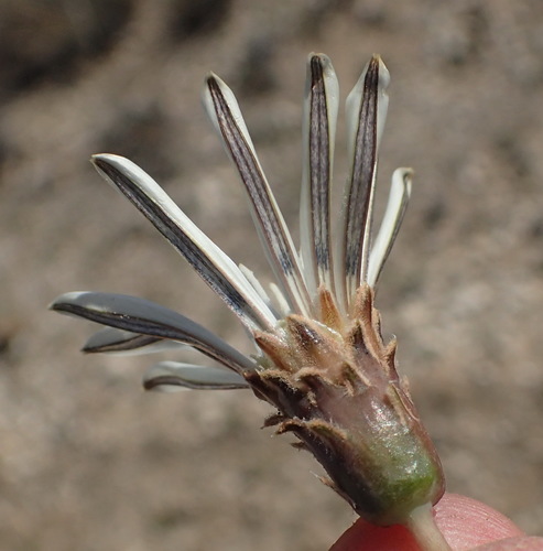 Image of Gazania jurineifolia by (c) Nicola van Berkel, some rights reserved (CC BY-SA)