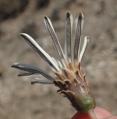 Gazania jurineifolia