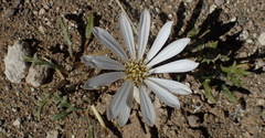 Gazania jurineifolia