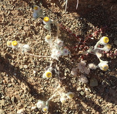 Helichrysum argyrosphaerum