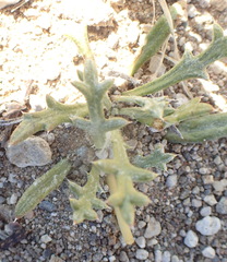 Gazania jurineifolia
