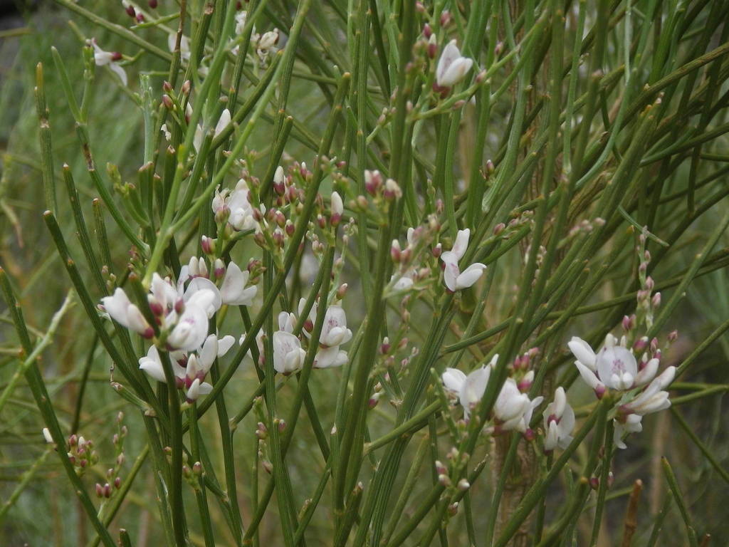 Retama rhodorhizoides