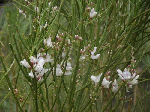 Retama rhodorhizoides (Webb & Berthel.) Webb & Berthel.