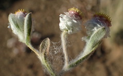 Helichrysum argyrosphaerum