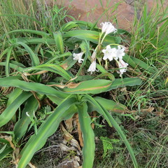 Crinum macowanii image