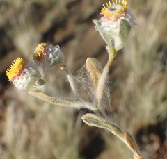Helichrysum argyrosphaerum