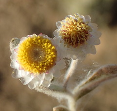 Helichrysum argyrosphaerum