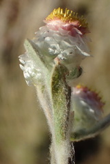 Helichrysum argyrosphaerum