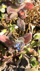 Myosotis stricta