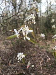 Amelanchier ovalis