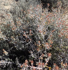 Pteronia erythrochaeta