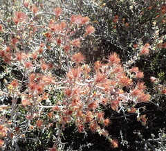 Pteronia erythrochaeta