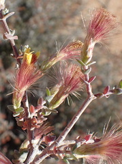 Pteronia erythrochaeta