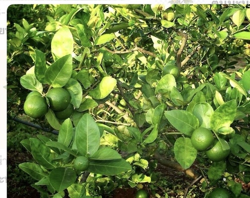 Citrus aurantiifolia observed 2026-06-09
