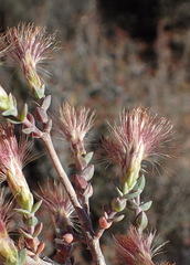 Pteronia erythrochaeta