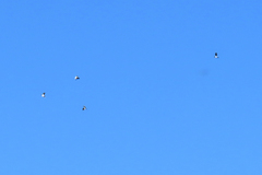 Cracticus nigrogularis