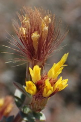 Pteronia erythrochaeta