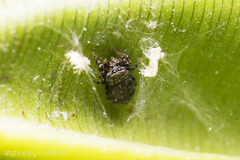 Salticidae