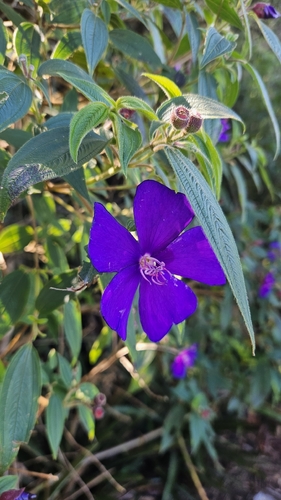 Glory bush