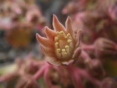 Aeonium valverdense image