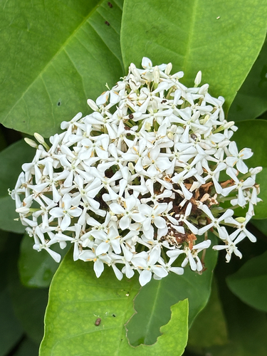 Ixora finlaysoniana observed 2026-06-09