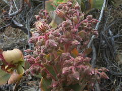 Aeonium valverdense image