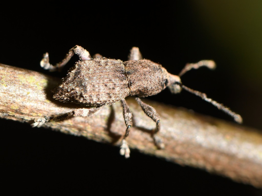 Catoptes constrictus