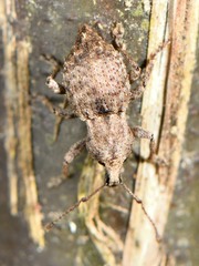 Catoptes constrictus