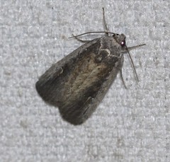 Athetis striolata