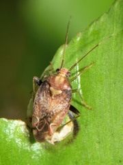 Chinamiris indeclivis