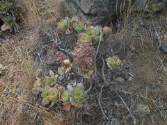 Aeonium valverdense image