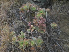 Aeonium valverdense image