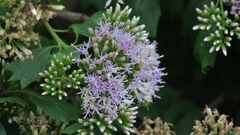 Gymnanthemum capense