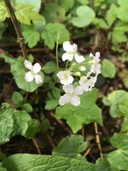 Cardamine trifolia