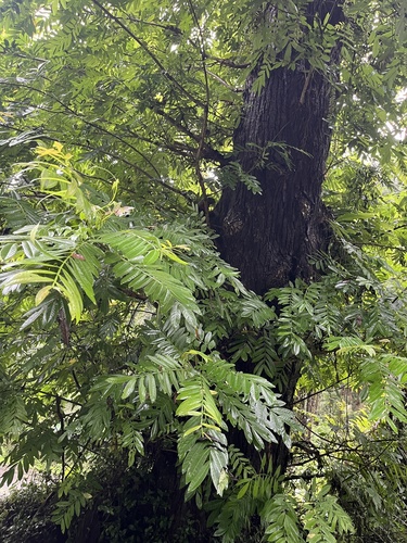 Pterocarya stenoptera, photograph 5