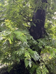 (c) 謝麗霦, some rights reserved (CC BY) Pterocarya stenoptera, photograph (c) 謝麗霦, some rights reserved (CC BY)