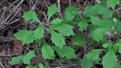 Gymnanthemum capense