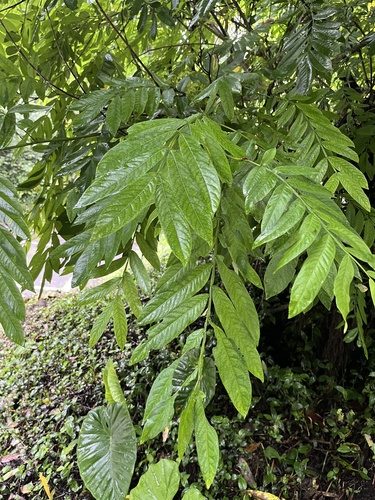 Pterocarya stenoptera, photograph 6